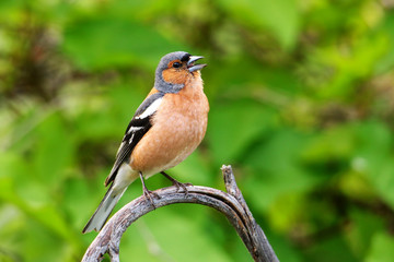 Chaffinch (Fringilla coelebs) sitting on a tree