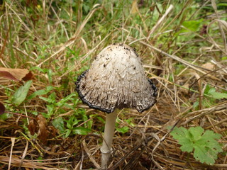 Mushroom top 2