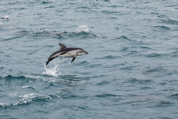 Naklejka premium Dusky dolphin leaing out of the water