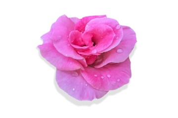 closeup pink rose on white background.
