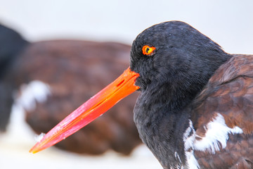 Portrait of American oystercatcher on Espanola Island, Galapagos National park, Ecuador.