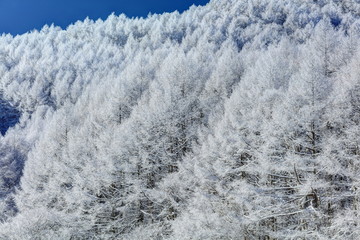 聖高原の霧氷