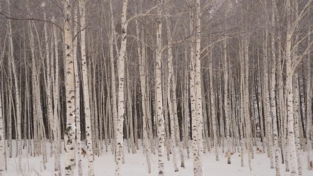白樺林と降る雪