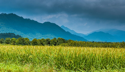 Fototapeta premium The rice field scenery in autumn