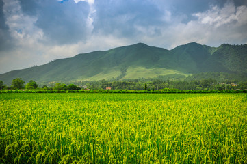 The rice field scenery in autumn