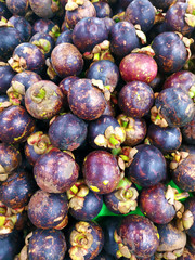 Purple mangosteen or Garcinia mangostana, known simply as mangosteen