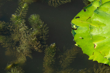 tree in water