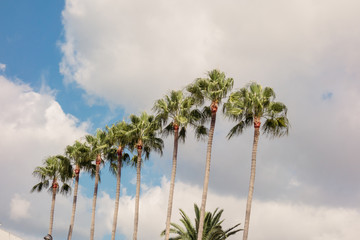 Palm trees in a row against sky during sunny day, Cannes France