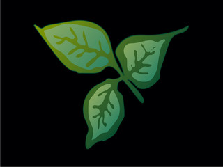 Vector Rose Green leaf floral botanical flower. Green engraved ink art. Isolated rose illustration element.