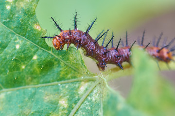 Obraz na płótnie Canvas Caterpillar eating leaves