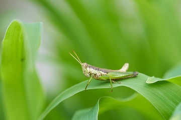 Grasshopper on fresh green leaves.