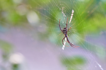 Spider webs on green bokeh background
