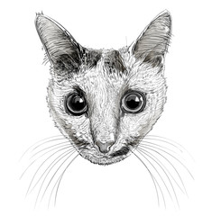 portrait of a cat in graphics, sketch vector  monochrome illustration on white background