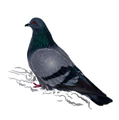 Pigeon in realistic style, sketch vector graphic colour illustration on white background