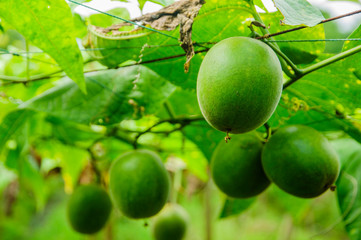 Momordica grosvenori fruits 

