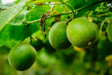 Momordica grosvenori fruits 
