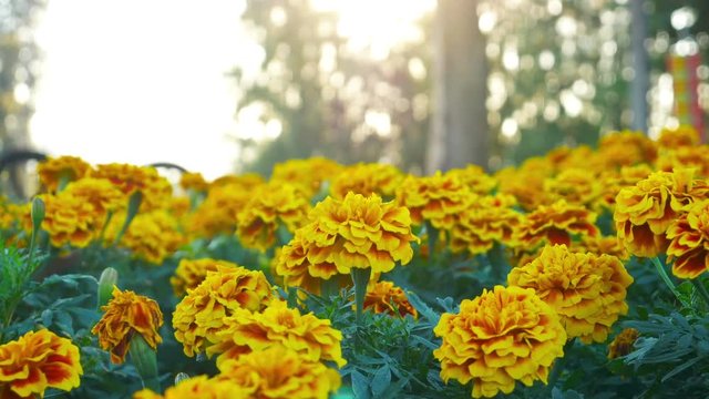 arigolds flower in the garden (Tagetes erecta, Mexican marigold, Aztec marigold, African marigold)