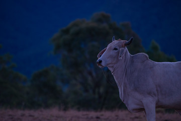 Australian cow on the farm during the day.
