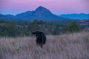 Australian cow on the farm during the day.