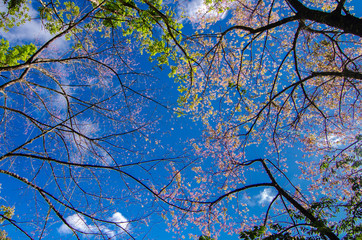 Sakura blue background Angkhang Chiang Mai Thailand