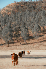 Australian cow on the farm during the day.