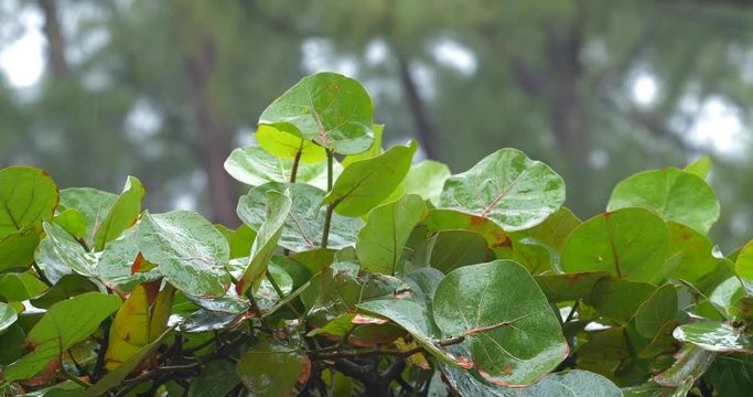 Rain falling on seagrape tree