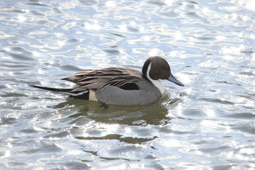 オナガガモ　Northern Pintail