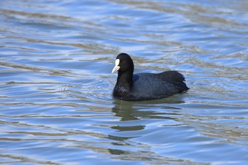 オオバン　Eurasian coot