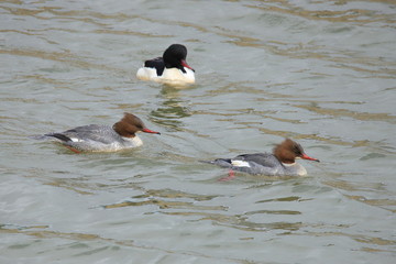 カワアイサ（オスとメス）　Common Merganser