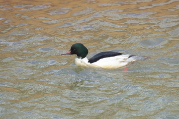 カワアイサ（オス）　Common Merganser