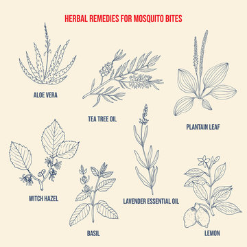 Best herbal remedies for mosquito bites