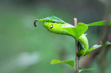 Green worm is eating leaves