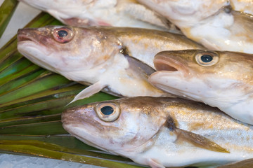 Fresh fish on ice in fish market