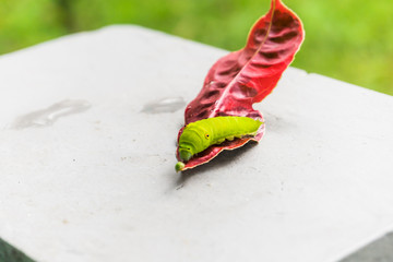 Fototapeta na wymiar caterpillar on the red leaf