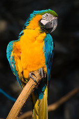 Blue and yellow macaw (Ara ararauna) close-up