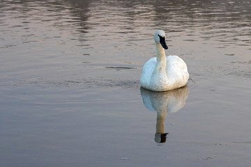 Lone Trumpeter Swan reflecting in Yellowstone River at dawn in Yellowstone National Park in Wyoming United States © htrnr