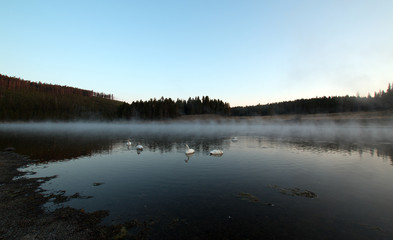 White Trumpeter Swans floating among mist and steam in Yellowstone River at dawn in Yellowstone National Park in Wyoming United States
