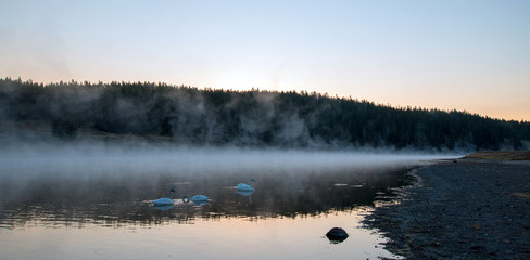 Obraz na płótnie Canvas White Trumpeter Swans among mist and steam in Yellowstone River at dawn in Yellowstone National Park in Wyoming United States