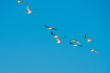 flock of seagulls flying in the sky
