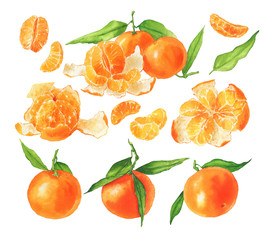 Hand drawn watercolor tangerines with green leaves. Set of mandarins isolated on a white