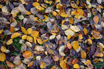 Fallen Autumn Leaves