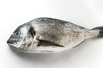 Dorado fish on white background