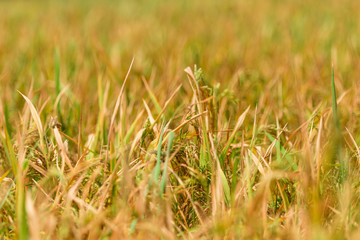 field of wheat