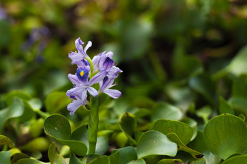 blue flowers on green background