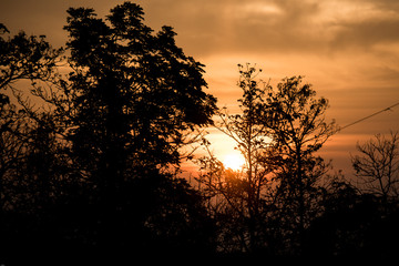 silhouette of a tree in sunset