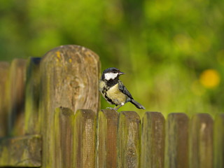 Meise auf Zaunpfosten
