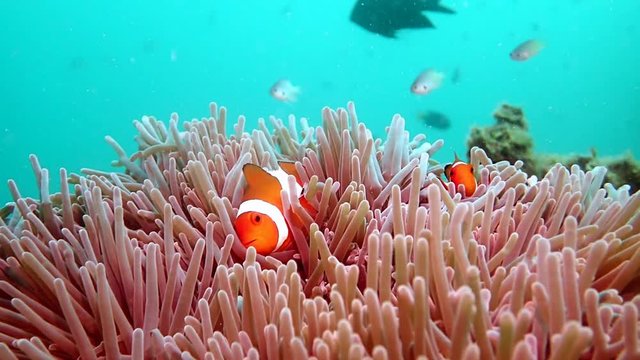 3 Clownfish in slow motion