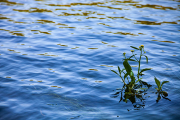 Surface of the river close up.
