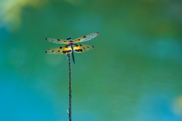 dragonfly on green background