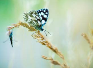Butterflies are sitting on blades of grass